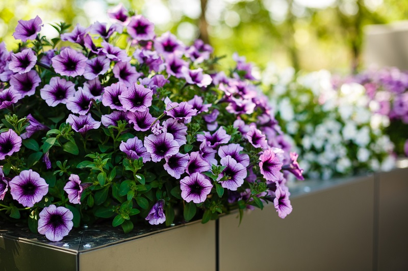 11 purple flowers to make your garden look elegant