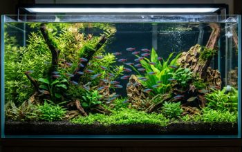 A vibrant freshwater aquarium with pristine clear water and colorful fish.